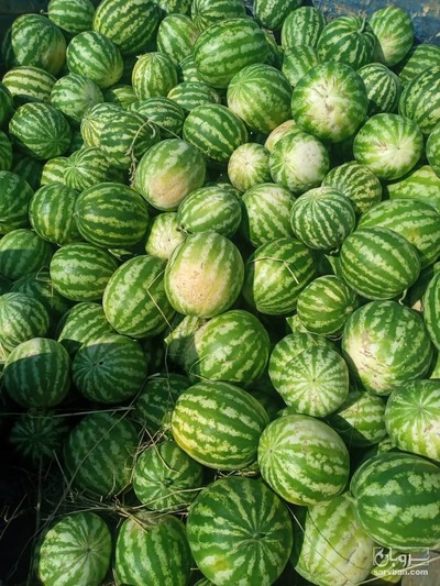 فروش هندوانه گرد