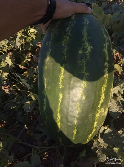 فروش هندوانهB32