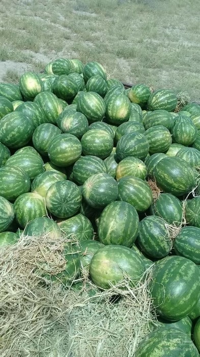 فروش هندوانه