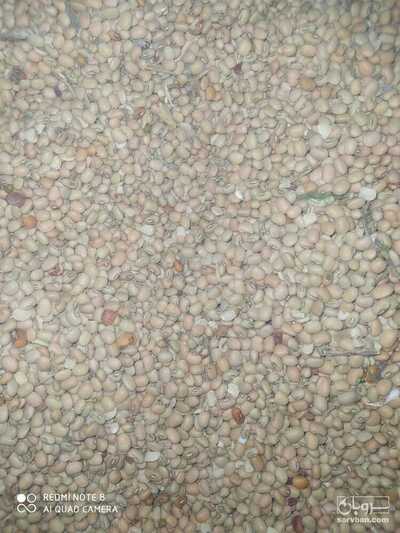 فروش لوبیاپلویی