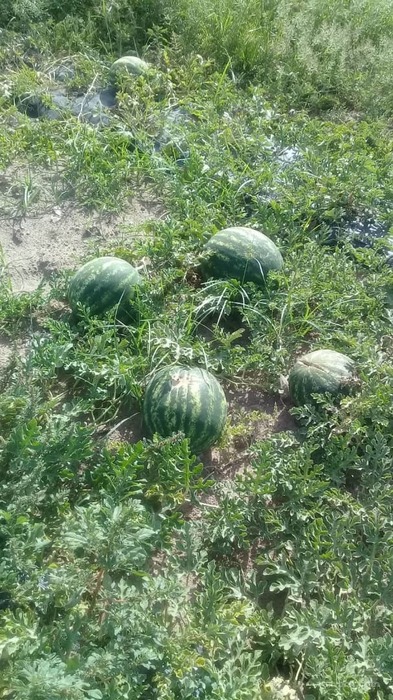 فروش هندوانه