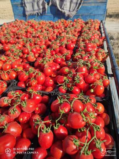 فروش گوجه فرنگی
