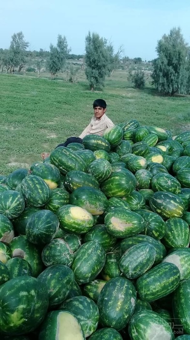 فروش هندوانه