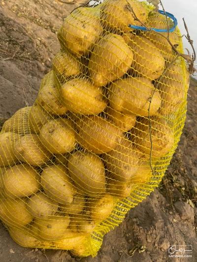 فروش سیب زمینی