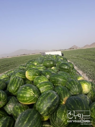 فروش هندوانه