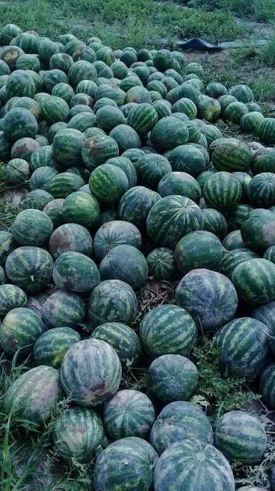 فروش هندوانه