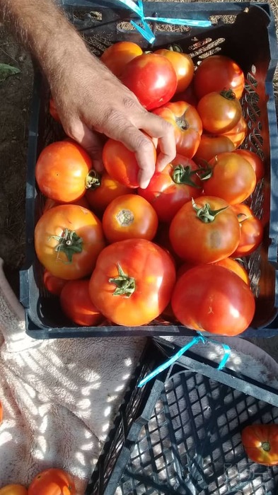 فروش گوجه فرنگی