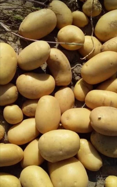 فروش سیب زمینی بامبو