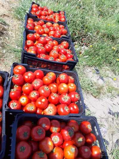 فروش گوجه فرنگی