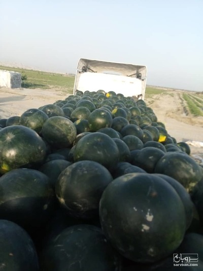 فروش هندوانه