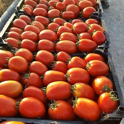 فروش گوجه فرنگی