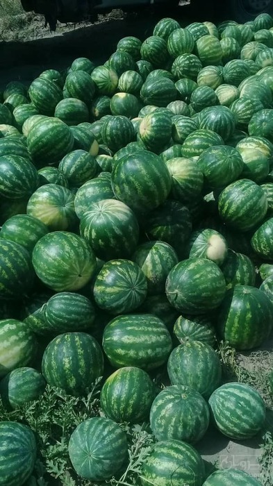 فروش هندوانه گرد