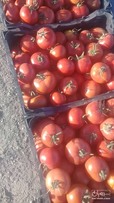 فروش گوجه فرنگی8320