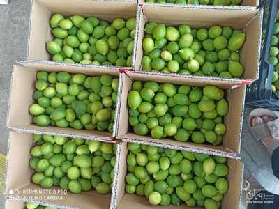 فروش لیموترش