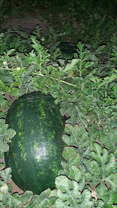 فروش هندوانه