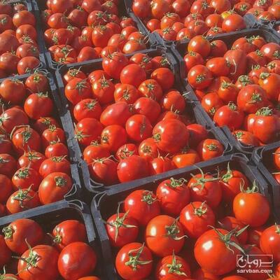 فروش گوجه فرنگی فشنگی