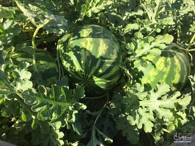 فروش هندوانه گرد