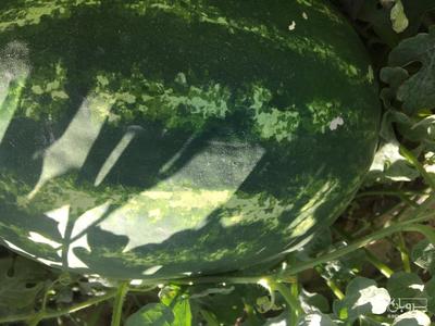 فروش هندوانه بیضی