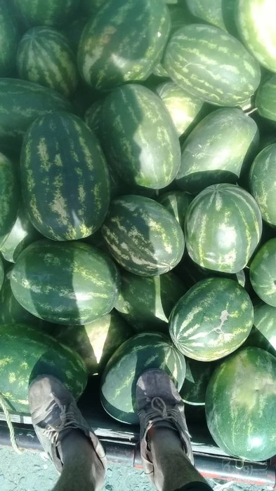 فروش هندوانه