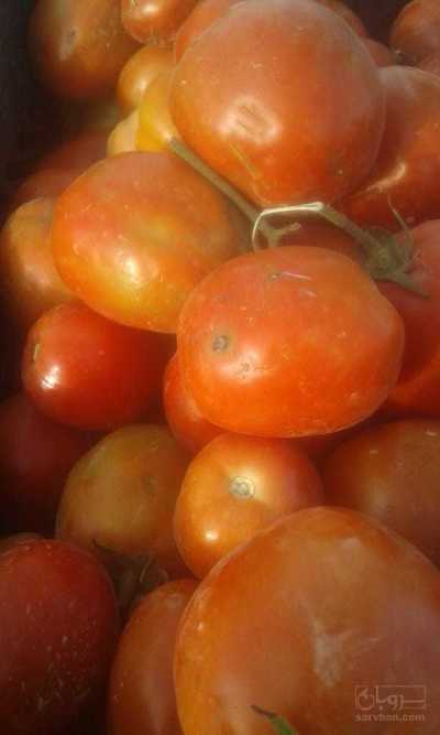 فروش گوجه فرنگی