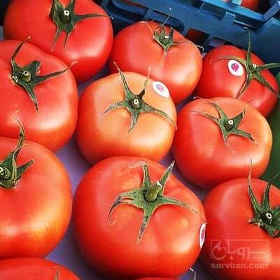 خرید گوجه فرنگی درجه یک صادراتی دافنیس