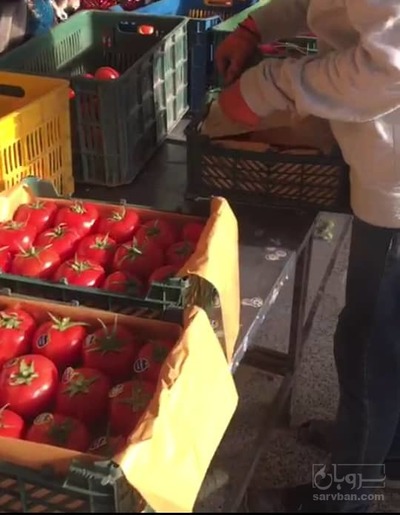 خرید گوجه فرنگی درجه یک صادراتی