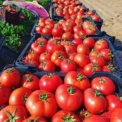 خرید گوجه فرنگی