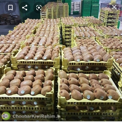 فروش کیوی 2