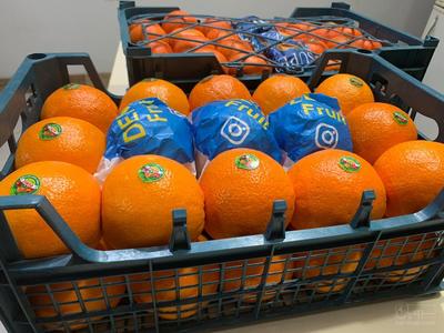 فروش پرتقال