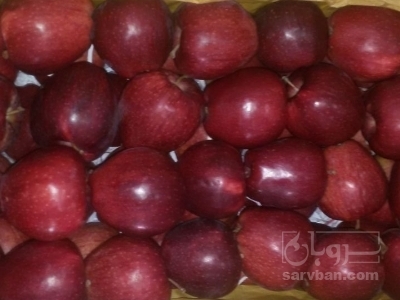 فروش سیب