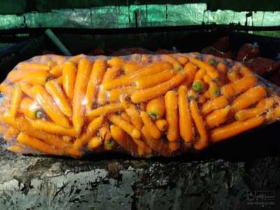 فروش هویج نانکو درجه یک