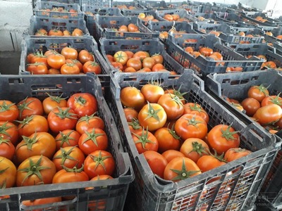 فروش گوجه فرنگی