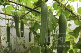 خرید خیار گلخانه ای