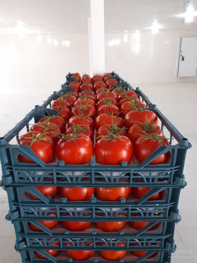 فروش گوجه فرنگی