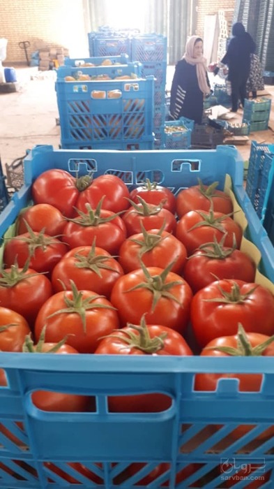فروش گوجه فرنگی دافنیس گلخانه ای 3
