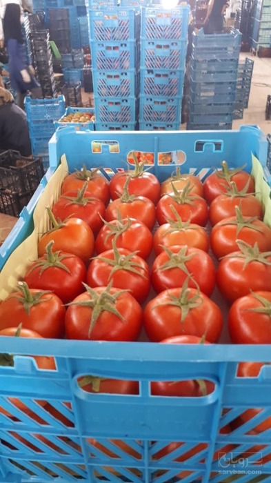 فروش گوجه فرنگی دافنیس گلخانه ای 2