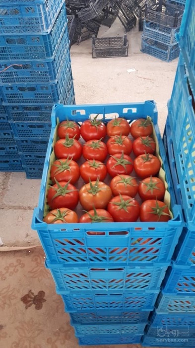 فروش گوجه فرنگی دافنیس گلخانه ای 4