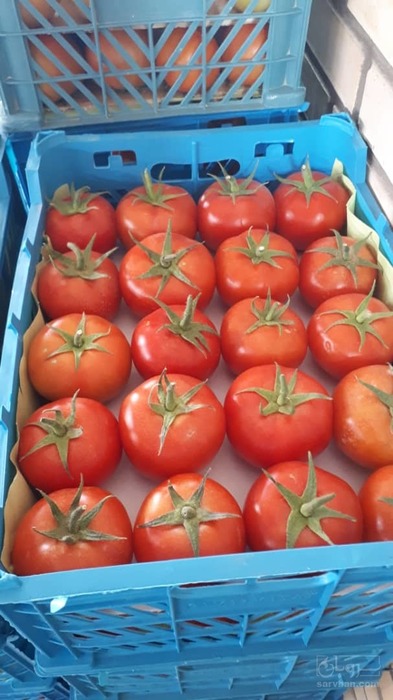 فروش گوجه فرنگی دافنیس گلخانه ای