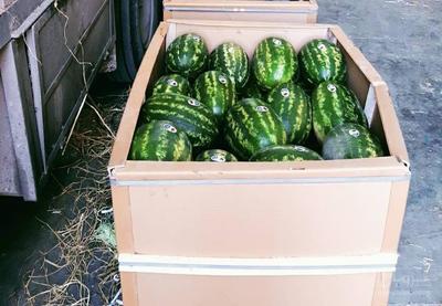 فروش هندوانه بیضی باکس پالت