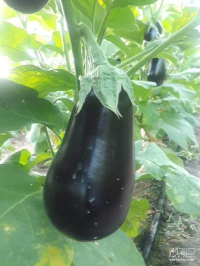 فروش بادمجان