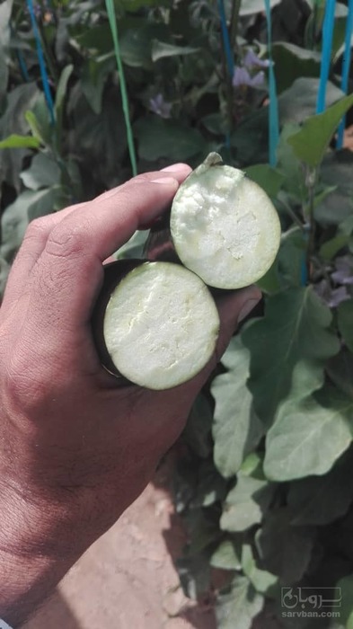فروش بادمجان قلمی گلخانه ای 3