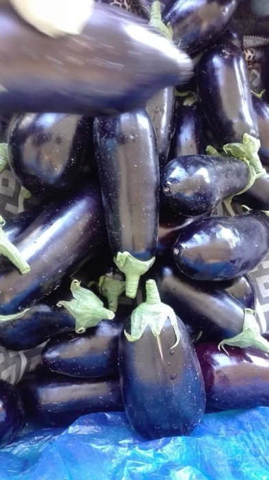 فروش بادمجان آگاتای صادراتی