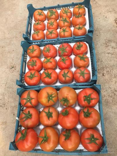 فروش گوجه فرنگی دافنیس هوای آزاد