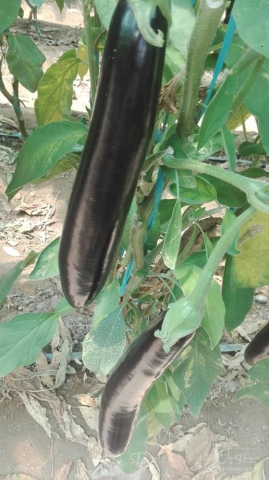 فروش بادمجان قلمی گلخانه ای 2