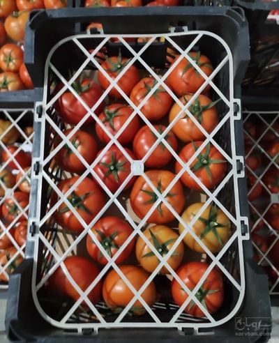 فروش گوجه دافنیس گلخانه ای 2