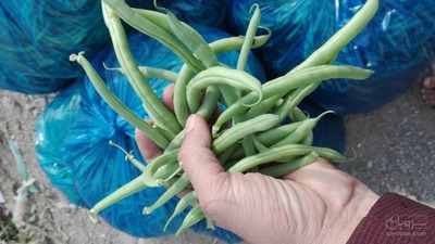 فروش لوبیا سبز