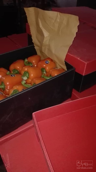 فروش فلفل دلمه ای رنگی صادراتی