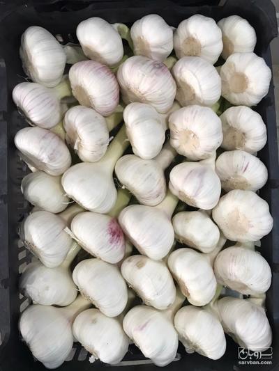 فروش سیر تازه کامرانی