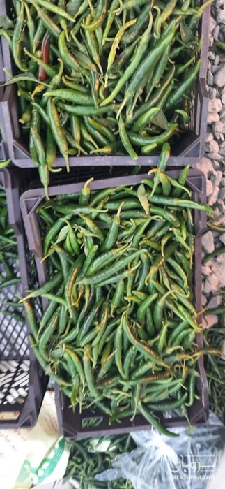 فروش فلفل سبز شمشیری تند