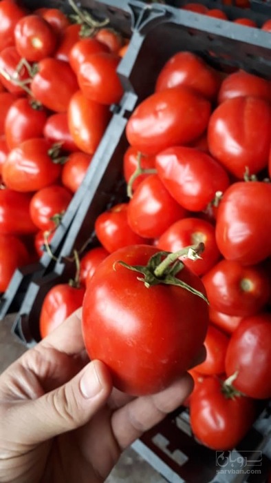 فروش گوجه فرنگی رطبی درجه یک